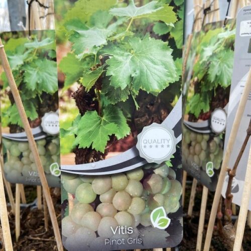 Vitis Pinot Gris (Wijndruif)