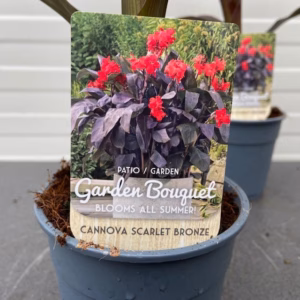 Canna Scarlet bronze