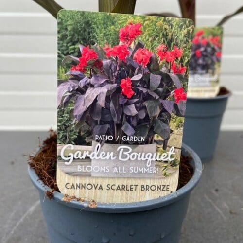 Canna Scarlet bronze