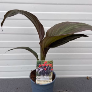 Canna Scarlet bronze