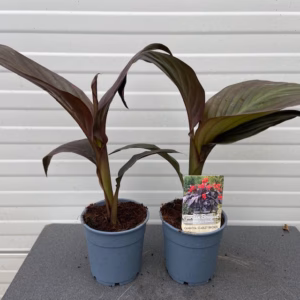 Canna Scarlet bronze