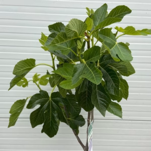 Ficus carica, (Vijgenboom) op stam