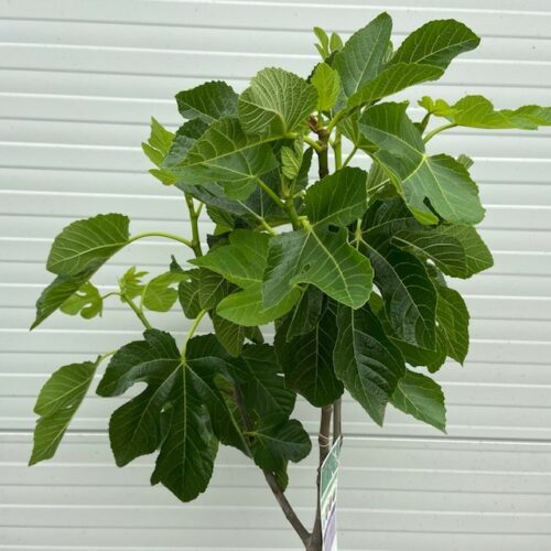 Ficus carica, (Vijgenboom) op stam