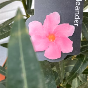 Oleander struik 70 cm, 30 cm pot kleur rood