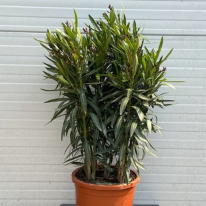 Oleander struik 70 cm, 30 cm pot kleur rood
