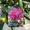 Rhododendron 'Marcel Menard' - Afbeelding 3