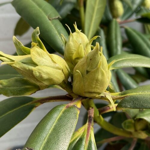 Rhododendron Marcel Menhard