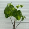 Ficus carica, (Vijgenboom) op stam Napolitan