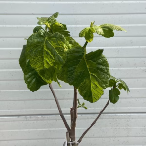 Ficus carica, (Vijgenboom) op stam Napolitan
