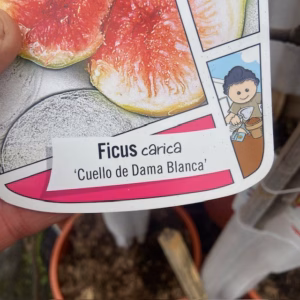 Ficus carica, (Vijgenboom) Cuello de Dama Blanca