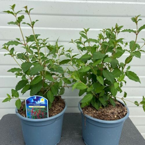 Fuchsia (Bellenplant)
