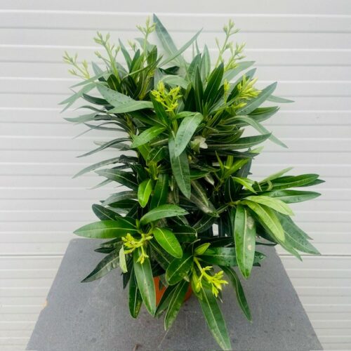 Oleander struik 50 cm, kleur wit