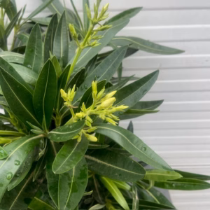 Oleander struik 50 cm, kleur wit