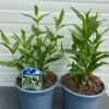 Penstemon bar. 'White Bedder'
