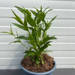 Penstemon bar. 'White Bedder'