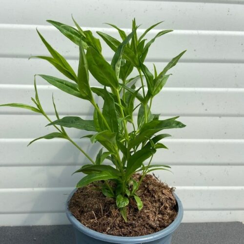 Penstemon bar. 'White Bedder'