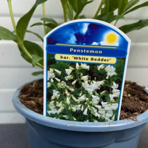 Penstemon bar. 'White Bedder'