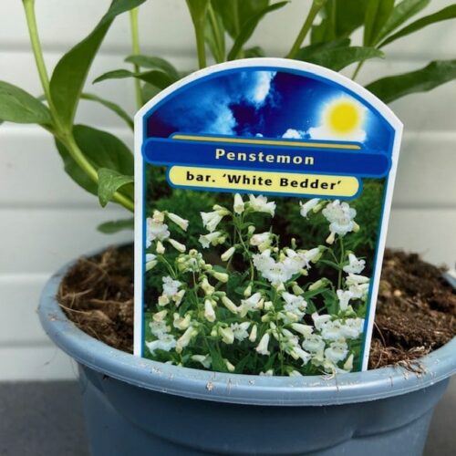 Penstemon bar. 'White Bedder'