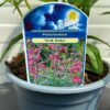 Penstemon 'Rich Ruby' roze