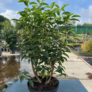 Portugese Laurier (Prunus lusitancia Angustifolia) 50 cm 5 liter pot