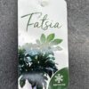 Fatsia 30 cm
