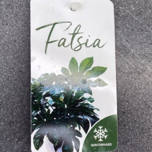 Fatsia 30 cm