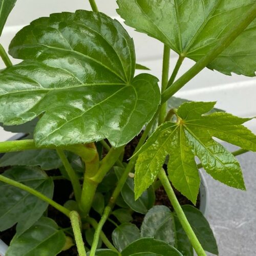 Fatsia 30 cm