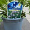 Scabiosa columbaria Butterfly Blue