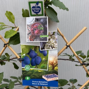 Pruimenboom 'Bleue de Belgique' leiboom