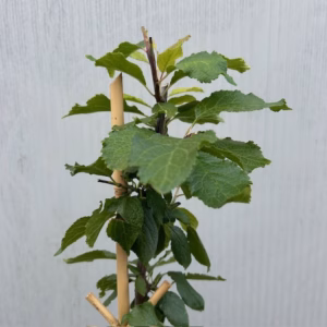 Pruimenboom 'Bleue de Belgique' leiboom
