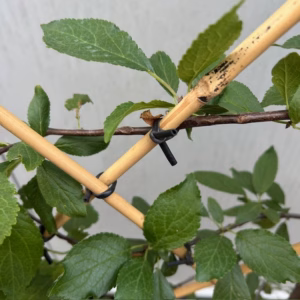 Pruimenboom 'Bleue de Belgique' leiboom