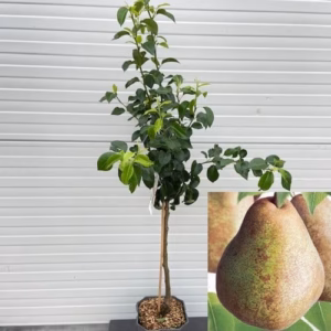 Perenboom laagstam 'Doyenne du Comice'