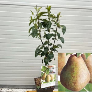 Perenboom patio 'Doyenne du Comice'