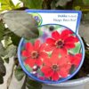 Dahlia Happy days Red