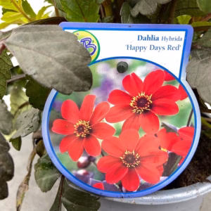 Dahlia Happy days Red
