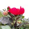 Dahlia Happy days Red