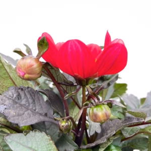 Dahlia Happy days Red