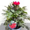 Dahlia Happy days Red
