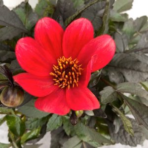 Dahlia Happy days Red