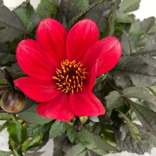 Dahlia Happy days Red