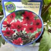 Dahlia Happy days Cherry Red
