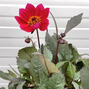 Dahlia Happy days Cherry Red