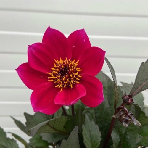 Dahlia Happy days Cherry Red