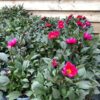 Dahlia Happy days Cherry Red