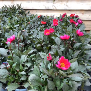 Dahlia Happy days Cherry Red
