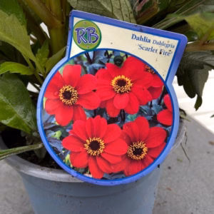 Dahlia Scarlet Fire