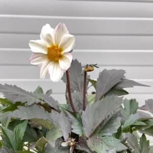 Dahlia dahlegria White