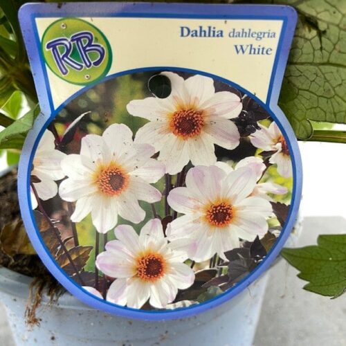 Dahlia dahlegria White