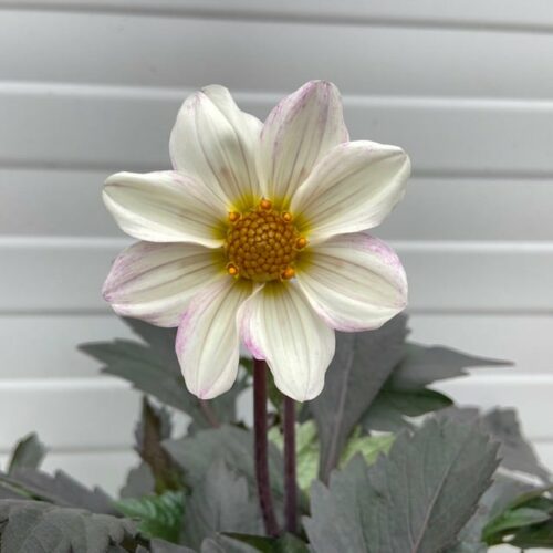 Dahlia dahlegria White