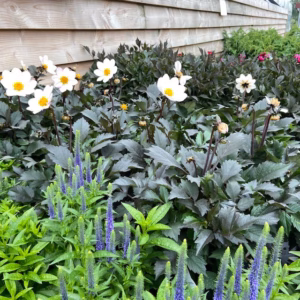 Dahlia dahlegria White